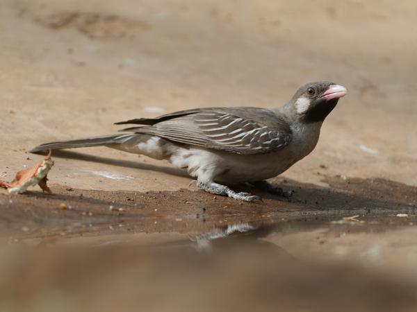 <h3><a href="/trips/gambia/biota/animalia/chordata/aves/039 piciformes/008 indicatoridae/indicator indicator/indicator indicator-nl.html">Indicator&nbsp;indicator</a> / Greater&nbsp;honeyguide / Grote&nbsp;honingspeurder</h3>OM-1 Mark II met OLYMPUS M.150-400mm F4.5 TC, 1/2000 sec  bij F5.6, ISO 2000, afstand 6.48&nbsp;m